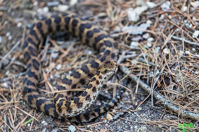 도망가나 싶던 살모사는 이내 똬리를 틀고 혀를 날름거린다.