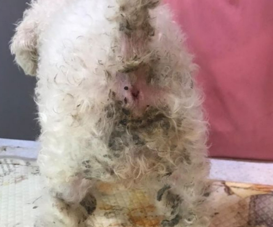 제보자 설득으로 부산의 한 병원에 데려갔을 때의 강아지의 뒷모습./사진=학사모(학대견을 돕는 사람들의 모임) 인스타그램(@hac_sa_mo)