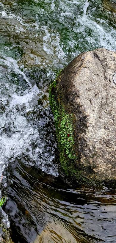 꽃카페 청계천 징검다리 우산이끼 2 : 광교 인근 사람이 건너가기 힘든 자연석 그대로 조성된 징검다리를 서식처로 삼은 우산이끼. 청계천에는 우산이끼가 많다. 6월 하순 촬영