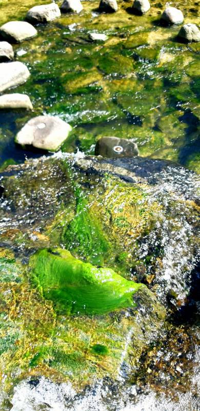 꽃카페 청계천 징검다리 이끼 : 녹조류로 뒤덮인 청계천 징검다리 풍경. 2021년 7월 중순 촬영