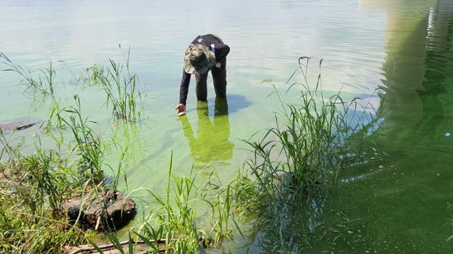 지난 5일 오후 대구환경운동연합 회원이 대구 달성군 화원읍 낙동강에서 녹조를 확인하고 있다. 대구=뉴시스