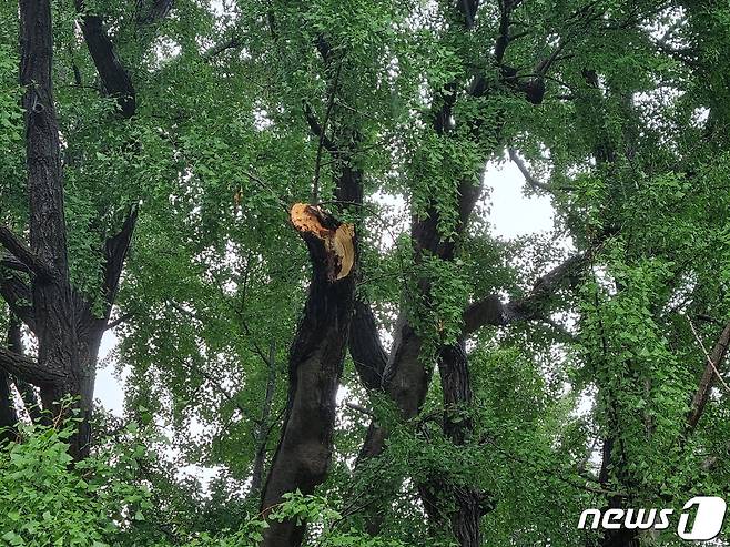 8일부터 내린 폭우로 가지가 부러진 천연기념물 '서울 문묘 은행나무' (문화재청 제공)ⓒ 뉴스1