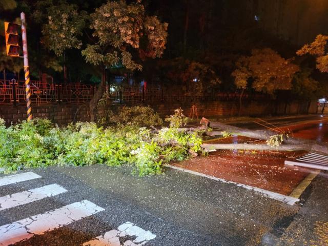 10일 오전 3시쯤 충북 청주시 청원구의 한 도로에 폭우로 쓰러진 가로수가 나뒹굴고 있다. 충북도소방본부 제공