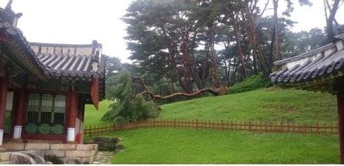 경기 남양주 사릉에서 소나무가 쓰러진 모습. 사진 문화재청