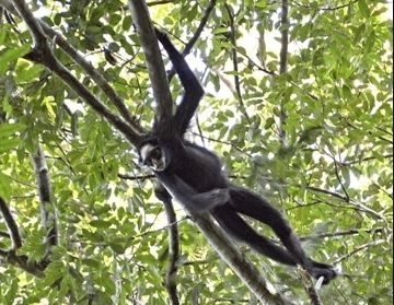 2019년 7월 브라질에서 발견된 멸종위기종 흰이마거미원숭이. 기사 내용과 무관. AP연합뉴스