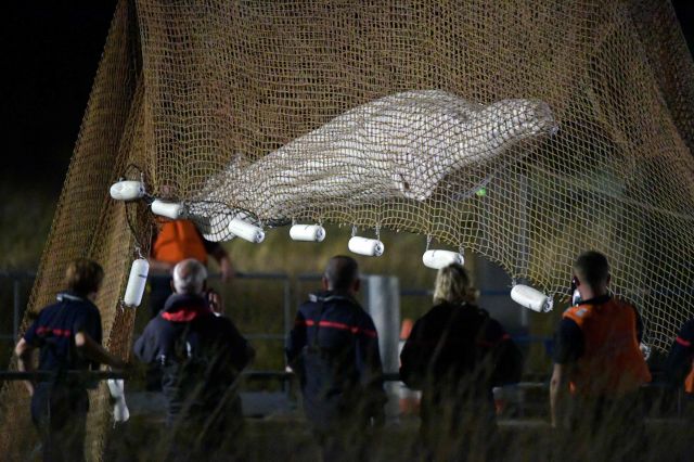 9일(현지시간) 프랑스 노트르담드라가렌 인근 센강에서 구조대원들이 벨루가(흰고래)를 그물로 들어 올리고 있다. AFP연합뉴스