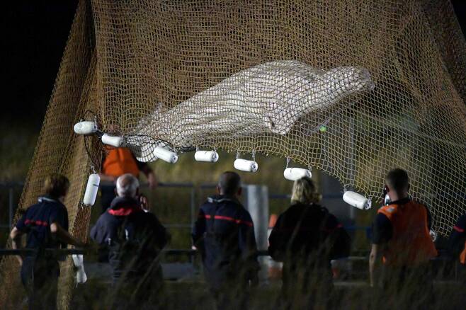 9일(현지 시각) 프랑스 노트르담드라가렌 인근 센강에서 구조대원들이 벨루가(흰고래)를 그물로 들어 올리고 있다. /AFP