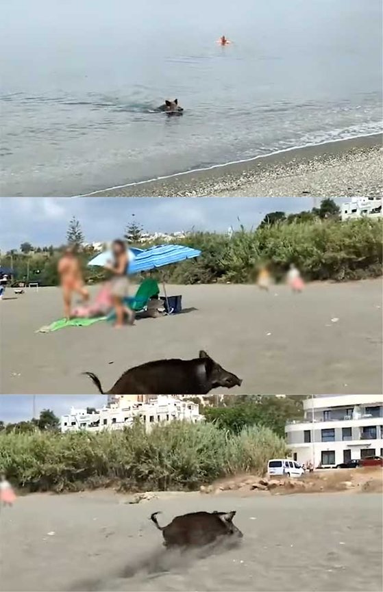 스페인의 한 해변에 등장한 멧돼지. 사진 유튜브 캡처