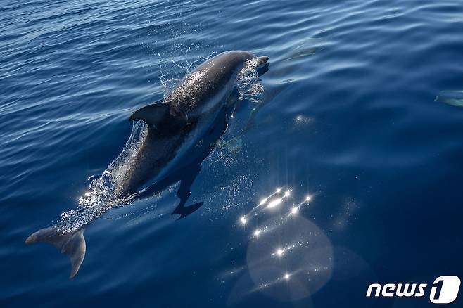 프랑스 남부 지중해 인근 해안에서 헤엄을 치고 있는 돌고래 2020.06.23 ⓒ AFP=뉴스1 ⓒ News1 정윤미 기자