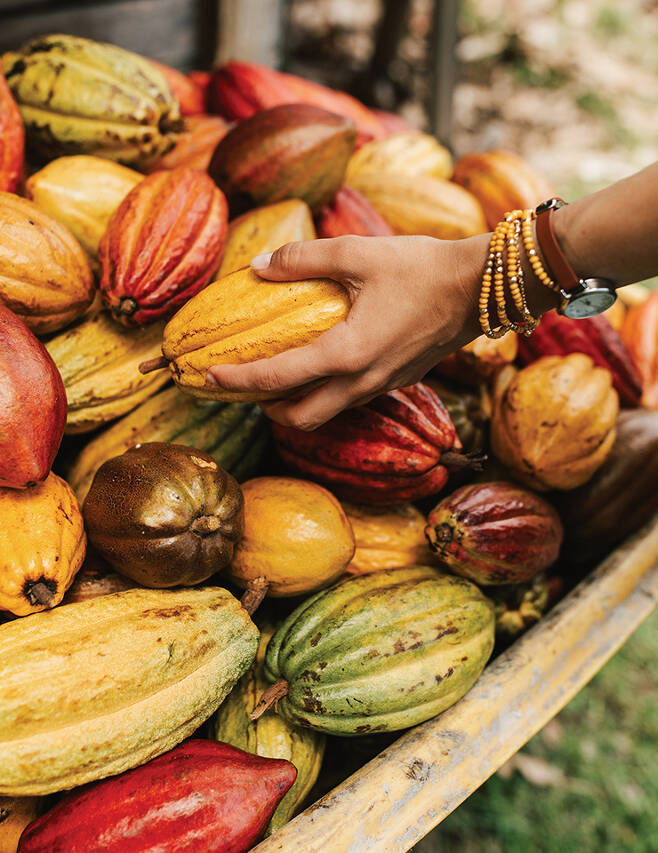 친환경적으로 재배한 카카오는 하와이의 특산품 중 하나다. 마우이 섬의 로컬 초콜릿 공장 마우이 쿠이아(Maui Ku'ia Estate Chocolate) 에스테이트 초콜릿의 농장 투어에서는 다양한 카카오 열매를 직접 확인할 수 있다.