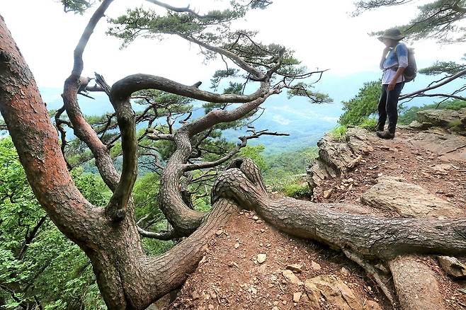 낭떠러지에서 자라며 강인한 생명력을 보여주는 소나무[사진/조보희 기자]