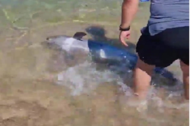 12일 청간해변에 나타난 새끼 돌고래를 해경이 구조하고 있다. 속초해양경찰서 제공