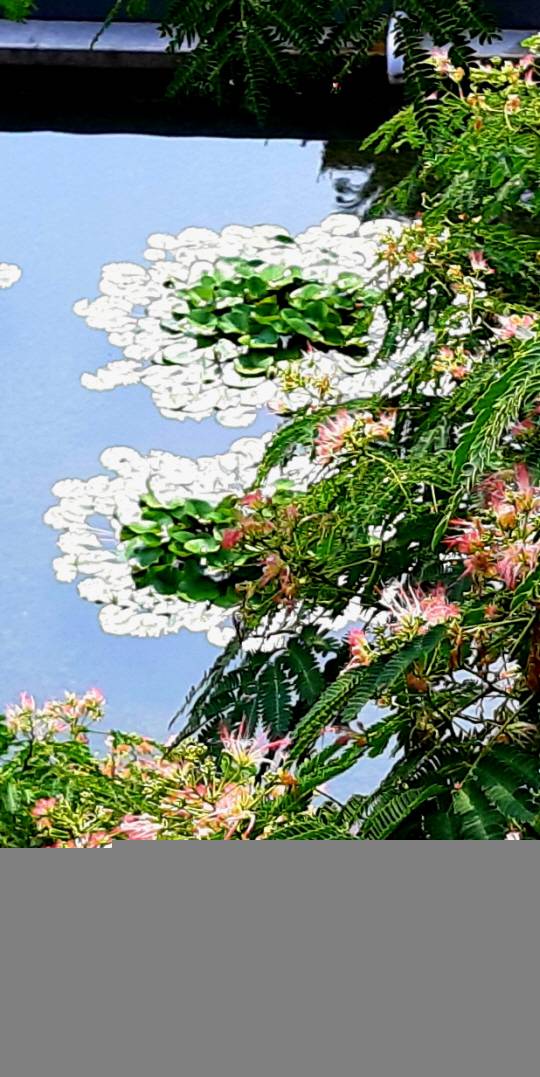 꽃카페 자귀나무 명품 전쟁기념관 : 용산전쟁기념관 햇살 받아 하얗게 빛나는 수련이 피어있는 인공연못 위로 고운 자태를 드리운 자귀나무 꽃이 환상적인 조화를 이루고 있다. 2021년 6월25일 촬영