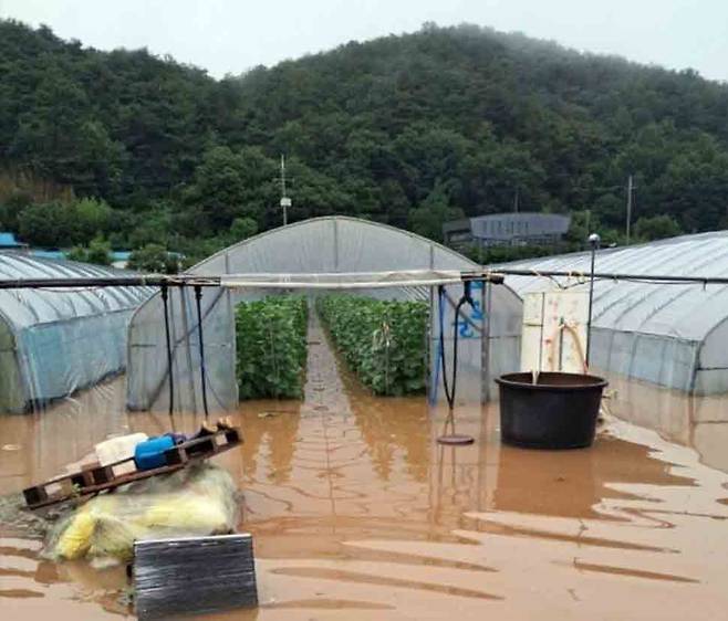 14일 새벽 내린 폭우로 침수 피해를 입은 충남 청양군 장평면 화산리 멜론 재배 비닐하우스 모습. /연합