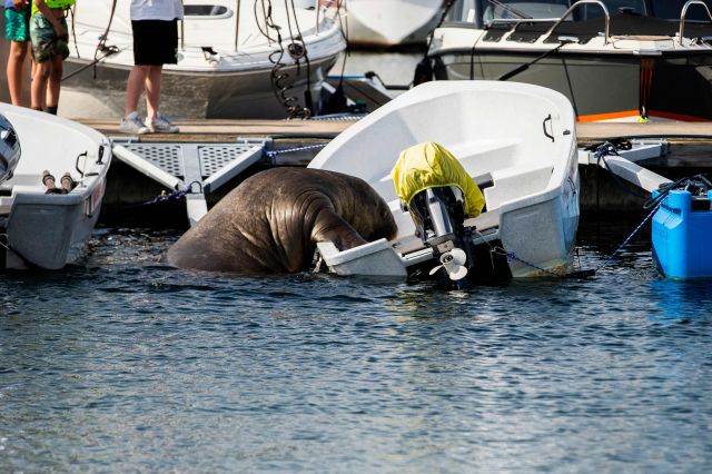 바다코끼리 ‘프레야’가 지난달 20일(현지시간) 노르웨이 수도 오슬로 해안에 정박된 배에 올라타고 있다. AFP연합뉴스