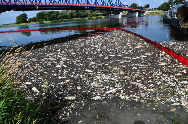 15일(현지 시각) 폴란드 크라이니크 돌니 부근을 흐르는 오데르강에밀려든 물고기 사체들. 체코와 폴란드, 독일을 흐르는 오데르강에서 최근 2주간 농어, 잉어, 미꾸라지 등 수십만마리의 물고기가 폐사한 가운데, 가뭄이나 유독 물질 방출 등이 원인으로 추정되고 있다./EPA 연합뉴스