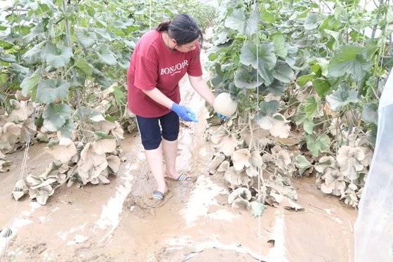 폭우로 물에 잠겼던 청양의 한 멜론 농가에 15일 오전 다시 물이 빠진 모습. 허벅지까지 들어찬 물로 애써 키운 멜론이 물을 먹으며 상품 가치를 잃었다. 연합뉴스