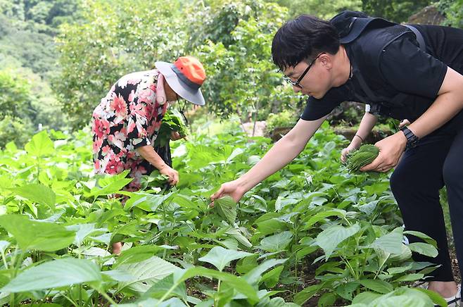 도영진 기자는 지난 7월부터 지역민의 삶속으로 들어가 마을 일을 돕고 그들의 일상, 이야기를 담는 기획 ‘경남신문 심부름센터’를 진행 중이다. 사진은 도 기자가 마을 정자에서 어르신 옆에 앉아 호박잎을 다듬는 모습. /경남신문 제공