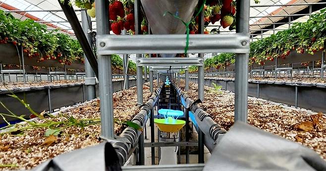 [제주=뉴시스] 딸기 시설재배 농가에 광유인트랩을 설치한 모습. (사진=제주도농업기술원 제공) 2022.08.16. photo@newsis.com *재판매 및 DB 금지