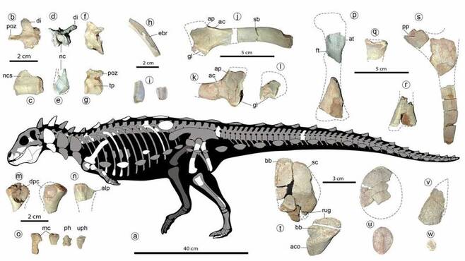 신종 초식공룡 ‘자카필 카니우쿠라’(Jakapil kaniukura)의 화석