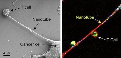 T세포의 미토콘드리아를 빨아들이는 암세포 왼쪽은 생쥐의 유방암 세포와 T세포 사이에 나노튜브가 형성된 이미지.
오른쪽은 T세포의 미토콘드리아(녹색 형광)가 나노튜브를 통해 암세포로 이동하는 장면. 청색은 미토콘드리아의 DNA.
[미국 '브리검 앤드 위민스 병원' 센굽타 박사팀, 2021년 11월 저널 '네이처 나노테크놀로지' 논문 캡처. 재판매 및 DB 금지]