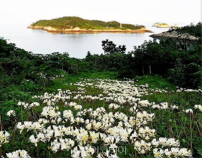 고슴도치섬 위도상사화 달빛축제