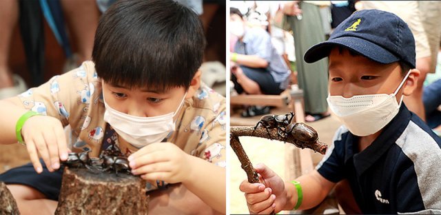 최근 경북 예천군 효자면 곤충생태원에서 열린 곤충엑스포 행사장에서 어린이들이 장수풍뎅이를 관찰하고 있다. 예천군 제공