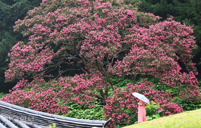 나주 덕룡산 자락 불회사 뒤편에 배롱나무 한 그루가 풍성하게 꽃을 피웠다. 배롱나무는 여름의 끝자락을 붉게 장식하는 꽃이다.