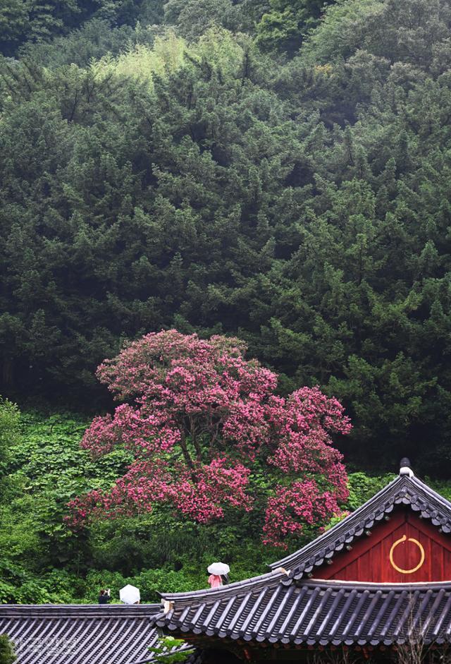 불회사 전각 뒤편에 홀로 선 배롱나무. 검푸른 비자나무 앞이어서 꽃송이가 유난히 붉고 풍성해 보인다.