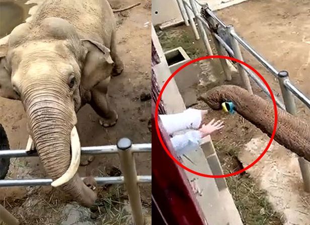 지난 13일 중국 산둥성 웨이하이시의 한 동물원에서 아이가 우리 안에 실수로 떨어트린 신발을 코끼리가 코로 건네는 모습이 사회관계망서비스(SNS)에 퍼졌다. 사회관계망서비스(SNS) 캡처