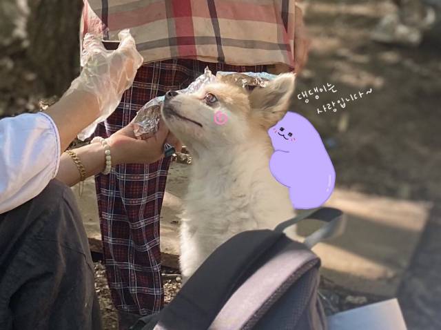 ‘보리’는 상계동에서 20년째 유기견들을 지켜온 여여심 여사님과 지인분, 그리고 일용이에게 이쁨받는 중!/ 그래픽=박희민 디자이너