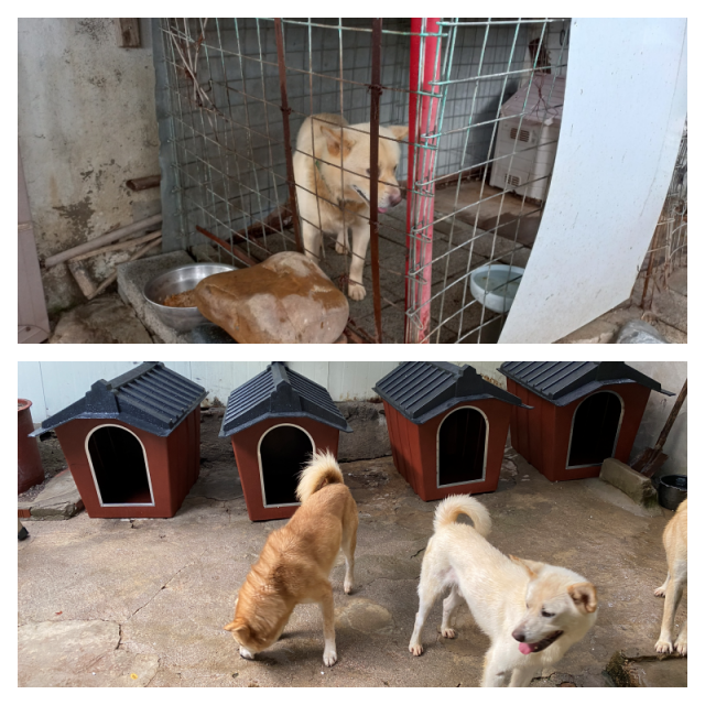 마당개들의 예전 집(위), 그리고 새로 마련해준 집. /사진=반짝봉사단