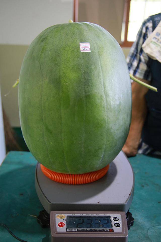 23㎏짜리 무등산수박. 18일 오전 광주 북구 금곡동 무등산수박마을에서 농민들이 수확한 수박 중 가장 컸다.
