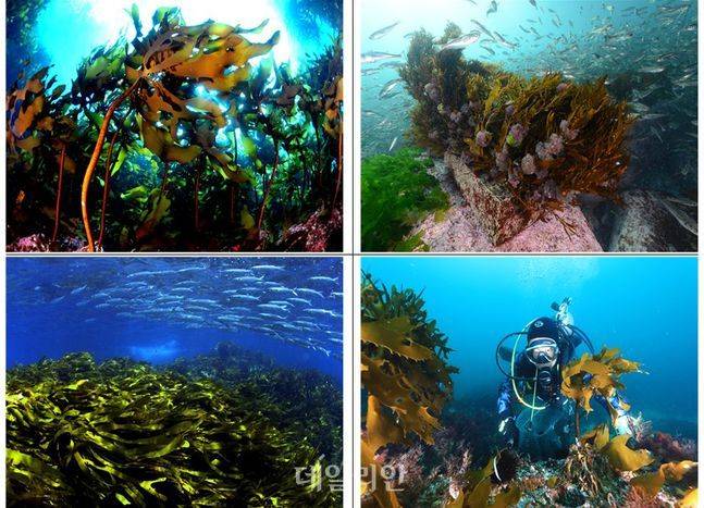 한국수산자원공단에서 조성 중인 바다숲 모습. ⓒ해양수산부