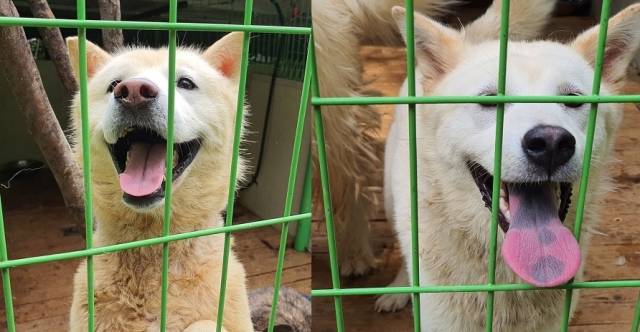구조 이후 미소를 되찾은 가평 유기견들의 모습. 인스타그램 gapyeong_shelter