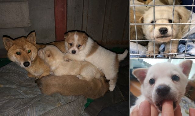 경기도 김포의 폐공장 지대에서 구조된 어미 개와 생후 1개월 된 네 남매. 주말마다 개 사료를 실어 나른 제보자의 선행 덕분에 폐허 속에서 한달 동안 생존했다. 제보자 제공