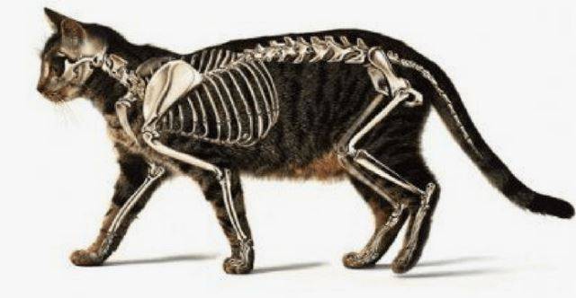 "만지지 말라옹" 고양이의 꼬리에는 3~28개의 뼈가 들어 있다. 척추의 연장선이어서 통증, 온도 변화에 예민하게 반응한다. holidogtimes