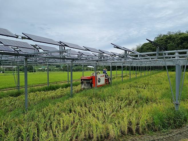 지난 1일 경남 함양군 기동마을 영농형 태양광 발전소 시범사업장에서 한 농부가 조생벼를 수확하고 있다.(한화큐셀 제공)