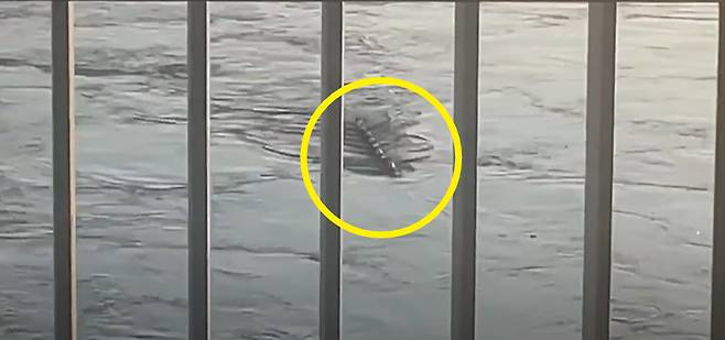 지난 6일 오후 5시쯤 한강 반포대교 부근에서 정체를 알 수 없는 거대 생물체가 포착됐다./사진=유튜브 채널 '김영훈'