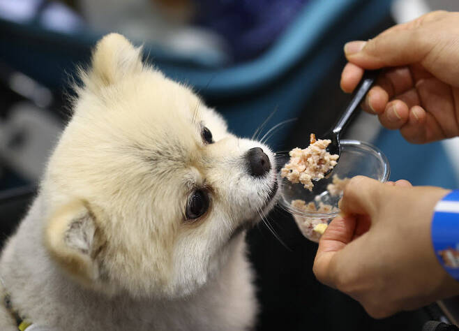 서울 강남구 코엑스에서 열린 ‘2022 케이펫페어 서울’에서 한 강아지가 시식용 음식을 먹고 있다. (사진=연합뉴스)