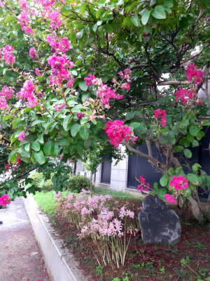 꽃카페 상사화 배롱나무 : 여름꽃인 배롱나무(목백일홍) 그늘 아래 연분홍빛 상사화가 피어 있다. 가을꽃인 붉은 꽃무릇과 상사화는 같은 상사화과 식물이지만 엄연히 다른 꽃이다.