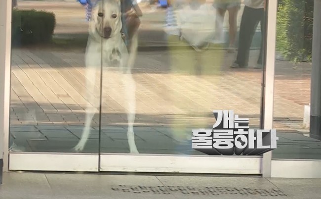 A destroying dog that has lived for 30 million won appears in Gaeulung.KBS 2TV Dogs Are Incredible (hereinafter referred to as Gaeulung), which is broadcasted on September 26, introduces the story of the Labrador Flat-coated Retriever, a comprehensive problem dog that destroyed the house living worth about 30 million won.Walking mom, March, said Guardian adopted a Flat-coated Retriever breed named as an angel dog to make a brother for her only son.Samwol was a strong brother of his 7-year-old son Guardian, and he was impressed by the fact that he was very good (Samwol) when he saw that he was as good as his child and me.But for a while, March showed a persistent mounting to the Guardian whenever he turned the cleaner.The Guardian usually embarrassed everyone by saying that the March is always at war every day in the mounting barrel when the cleaner sounds.In addition, at the time of the production teams visit, he was excited to break the iron safety door, and the Guardian had to sweat to dry the March with his whole body.The trainee said, If the novice Guardian raises a flat-coated retriever, it is just that.The Guardians biggest concern was walking, especially because he couldnt control the March that was running like a bullet, so he was doing a close and dangerous walking.After leaving the impression that he had been to the door of Hwangcheon-gil, Guardian, who eventually called for an acquaintance to help Walking, said that he usually uses a part-time student who replaces Walking.What was even more surprising was that the money that was blown by March was close to about 30 million won.The costly electronic devices ranging from robot cleaners, mobile phones and earphones to furniture such as sofas, tables, chairs, as well as interiors of the house, such as walls, floors, and moldings, were all shocked by the ruined house scenery.