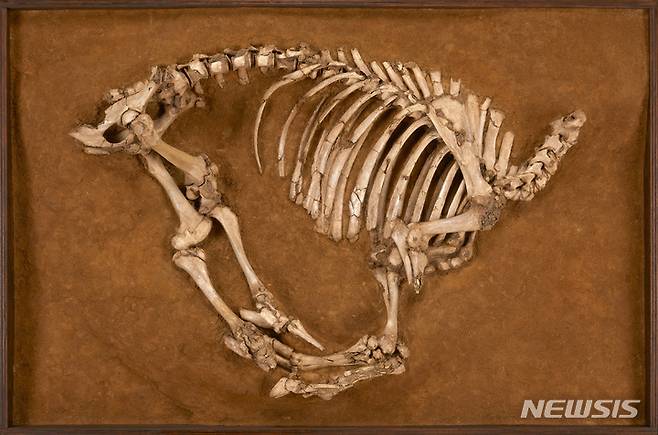 [나주=뉴시스] 국립나주박물관이 오는 30일부터 내년 2월5일까지  '고대 영산강 사람과 동물' 기획특별전을 연다. 사진은 망자를 위해 희생한 나주 복암리 유적 출토 소뼈. (이미지=국립나주박물관 제공) 2022.09.29.