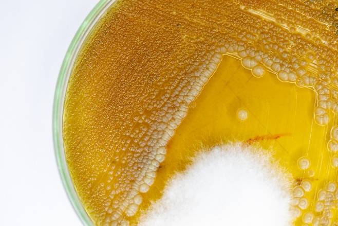 특정 종류의 암에 따라 곰팡이군이 달라진다는 연구 결과가 국제학술지 '셀' 9월 29일자에 두 편의 논문으로 발표됐다. 게티이미지뱅크 제공