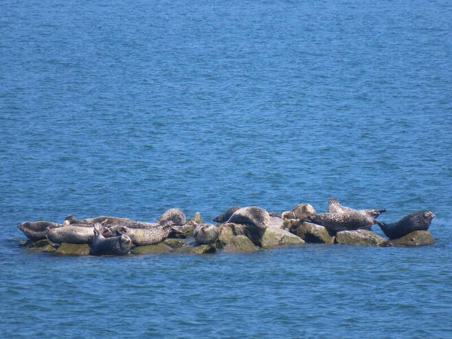 27일 물범바위에서 휴식을 취하고 있는 점박이물범들. 이정용 선임기자 lee312@hani.co.kr