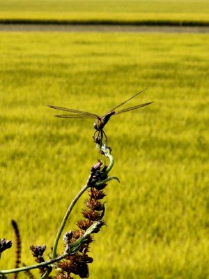 인천시 강화 황금벌판을 배경으로   익모초에서 휴식을 취하는 고추잠자리. 2022년 9월28일 촬영