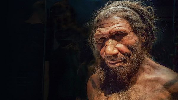 영국 런던 자연사박물관에 있는 네안데르탈인 복원상. 인류의 사촌격으로 4만년 전 돌연 멸종했다./영국 런던 자연사박물관