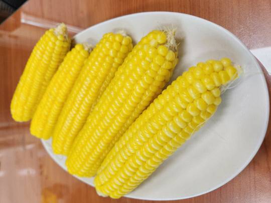 유기농 대학단옥수수 사진=괴산군 제공