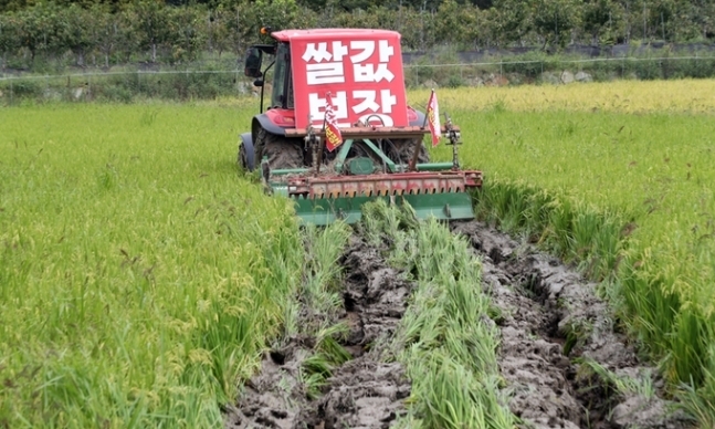 지난달 15일 경남 함안군 가야읍 묘사리 한 논에서 농민이 농기계를 이용해 수확을 1개월여 앞둔 볏논을 갈아엎고 있다. 연합뉴스