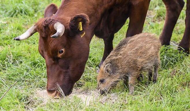 지난달 29일(현지시간) 독일 니더작센주 브레뵈르데의 소 농장에서 야생 멧돼지 프리다가 소떼와 함께 풀을 뜯고 있다. AP=연합뉴스